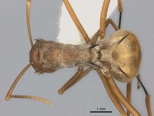 Polyrhachis ochracea specimen CASENT0217786 image casent0217786_1