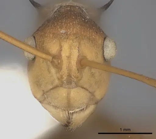 Polyrhachis ochracea specimen CASENT0217786 image casent0217786_2