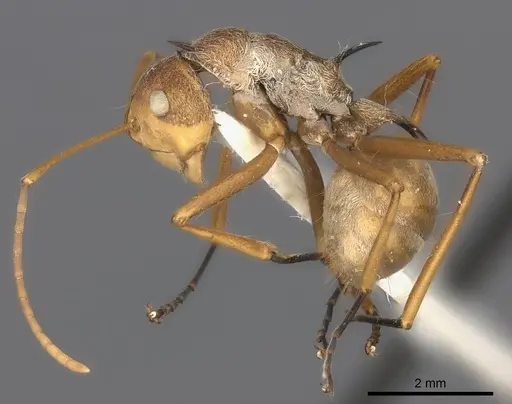 Polyrhachis ochracea specimen CASENT0217786 image casent0217786_3