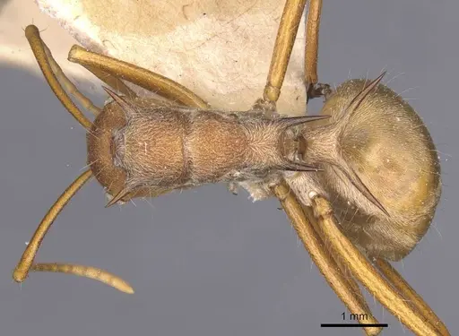 Polyrhachis ochracea specimen CASENT0912154 image casent0912154_1
