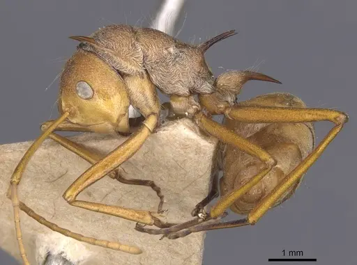 Polyrhachis ochracea specimen CASENT0912154 image casent0912154_3