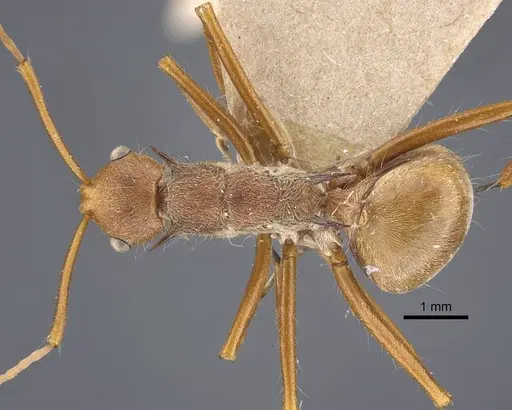 Polyrhachis ochracea specimen CASENT0917201 image casent0917201_1