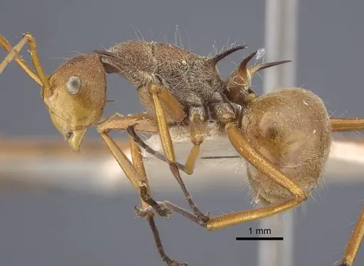 Polyrhachis ochracea specimen CASENT0917201 image casent0917201_4
