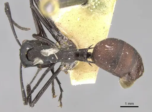 Polyrhachis oedipus specimen CASENT0906763 image casent0906763_1