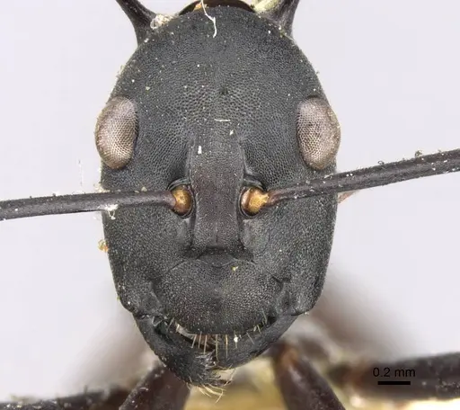 Polyrhachis oedipus specimen CASENT0906763 image casent0906763_2