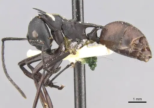 Polyrhachis oedipus specimen CASENT0906763 image casent0906763_3