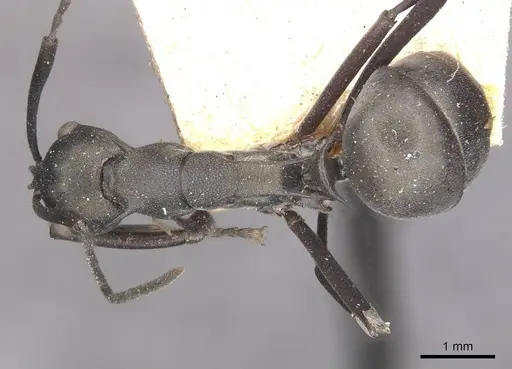 Polyrhachis oedipus specimen CASENT0910874 image casent0910874_1