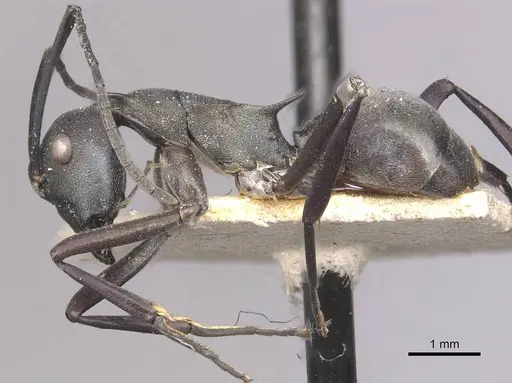 Polyrhachis oedipus specimen CASENT0910874 image casent0910874_3