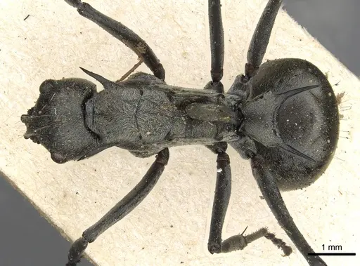 Polyrhachis olena specimen CASENT0901863 image casent0901863_1