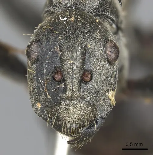 Polyrhachis olena specimen CASENT0901863 image casent0901863_2