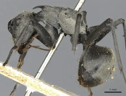 Polyrhachis olena specimen CASENT0901863 image casent0901863_3