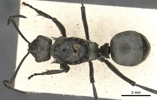 Polyrhachis olena specimen CASENT0901876 image casent0901876_1