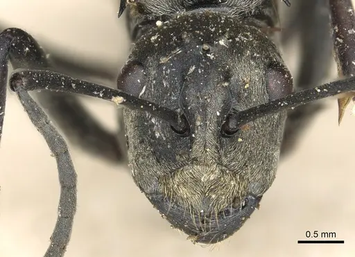 Polyrhachis olena specimen CASENT0901876 image casent0901876_2