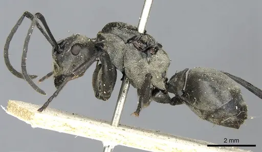 Polyrhachis olena specimen CASENT0901876 image casent0901876_3