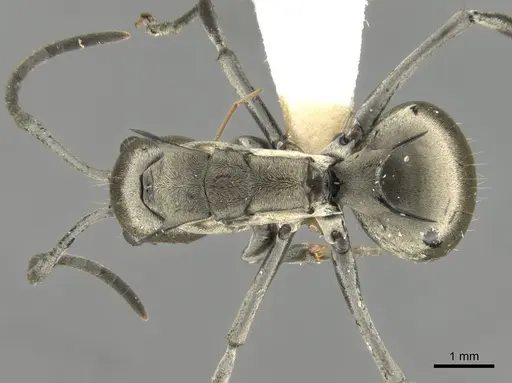 Polyrhachis olena specimen CASENT0906796 image casent0906796_1