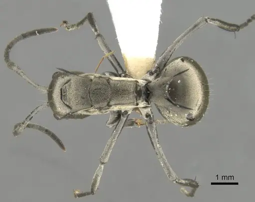 Polyrhachis olena specimen CASENT0906796 image casent0906796_2