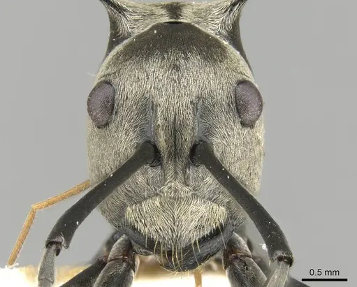 Polyrhachis olena specimen CASENT0906796 image casent0906796_3