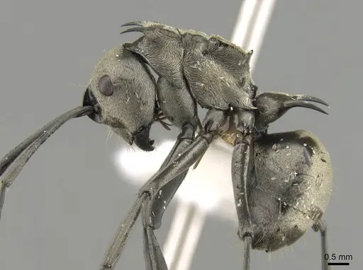 Polyrhachis olena specimen CASENT0906796 image casent0906796_4