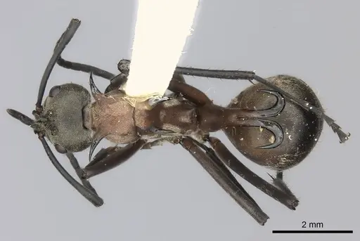 Polyrhachis olybria specimen CASENT0217787 image casent0217787_1