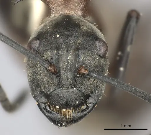 Polyrhachis olybria specimen CASENT0217787 image casent0217787_2