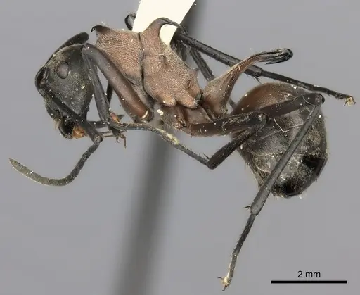 Polyrhachis olybria specimen CASENT0217787 image casent0217787_3