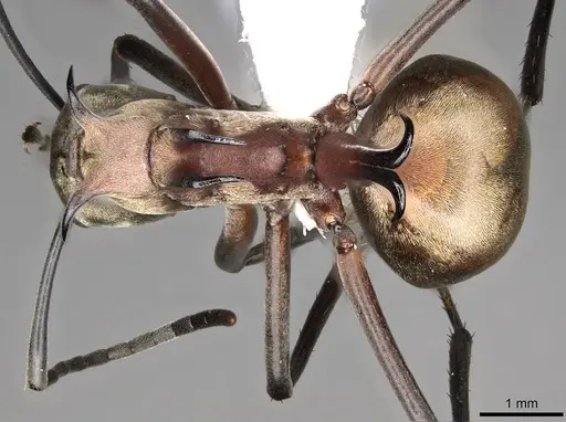Polyrhachis olybria specimen CASENT0281419 image casent0281419_1