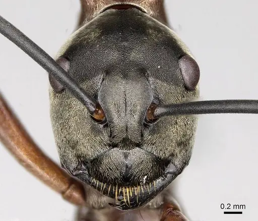 Polyrhachis olybria specimen CASENT0281419 image casent0281419_2