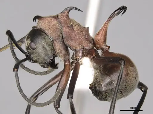 Polyrhachis olybria specimen CASENT0281419 image casent0281419_3