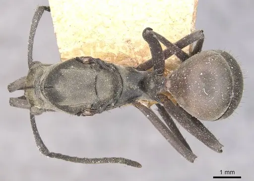 Polyrhachis olybria specimen CASENT0910901 image casent0910901_1