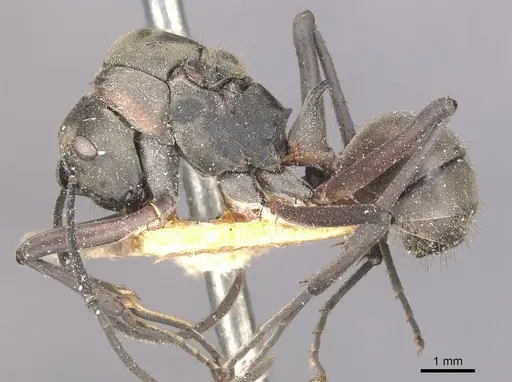 Polyrhachis olybria specimen CASENT0910901 image casent0910901_3
