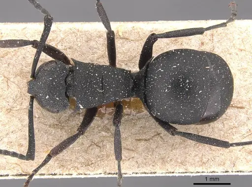 Polyrhachis omissa specimen CASENT0905832 image casent0905832_1