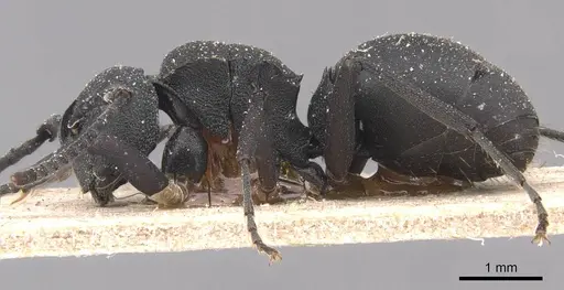 Polyrhachis omissa specimen CASENT0905832 image casent0905832_3