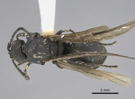 Polyrhachis omissa specimen CASENT0923501 image casent0923501_1