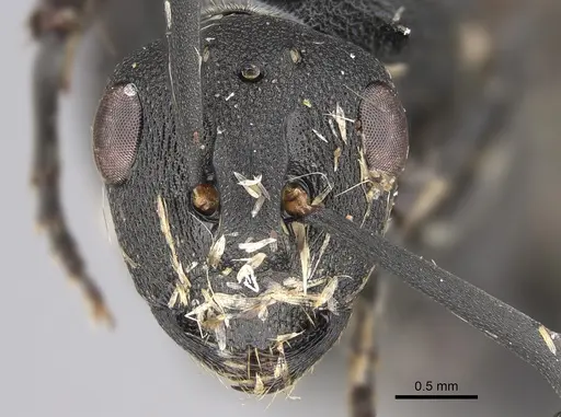 Polyrhachis omissa specimen CASENT0923501 image casent0923501_2