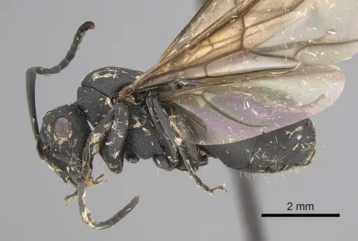 Polyrhachis omissa specimen CASENT0923501 image casent0923501_3