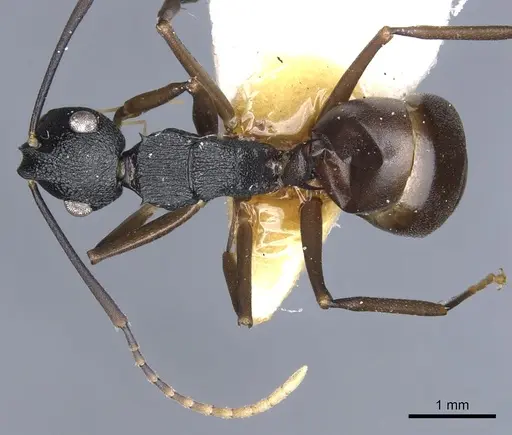 Polyrhachis omyrmex specimen CASENT0903310 image casent0903310_1