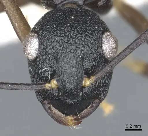 Polyrhachis omyrmex specimen CASENT0903310 image casent0903310_2