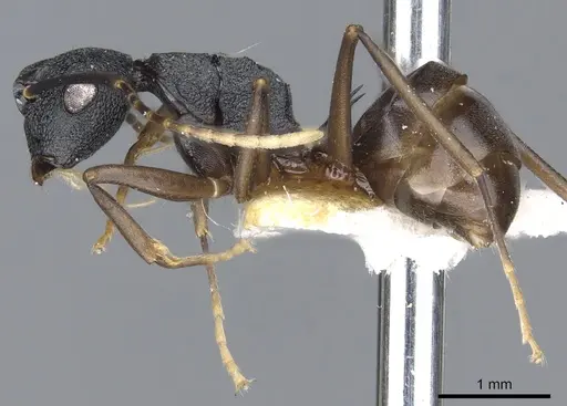 Polyrhachis omyrmex specimen CASENT0903310 image casent0903310_3