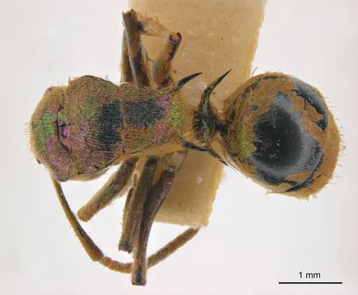 Polyrhachis opalescens specimen ANTWEB1008255 image antweb1008255_1