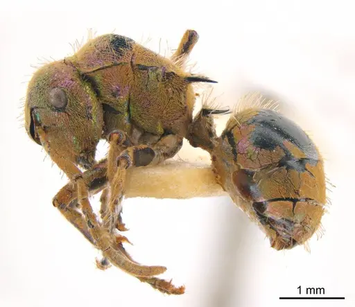 Polyrhachis opalescens specimen ANTWEB1008255 image antweb1008255_2