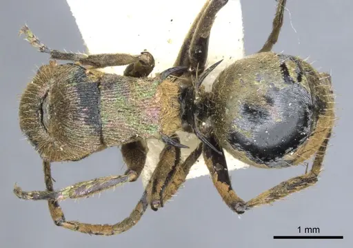 Polyrhachis opalescens specimen CASENT0903346 image casent0903346_1