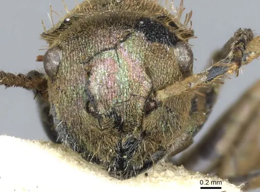Polyrhachis opalescens specimen CASENT0903346 image casent0903346_2