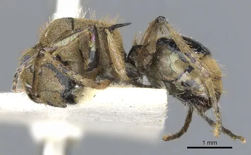 Polyrhachis opalescens specimen CASENT0903346 image casent0903346_3