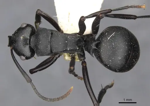 Polyrhachis ops specimen CASENT0910775 image casent0910775_1