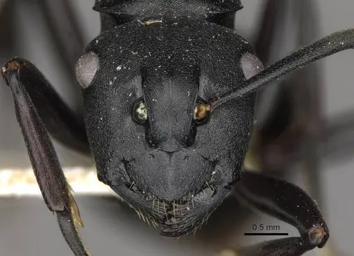 Polyrhachis ops specimen CASENT0910775 image casent0910775_2