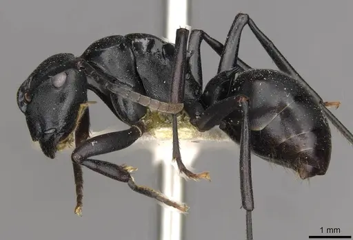 Polyrhachis ops specimen CASENT0910775 image casent0910775_3