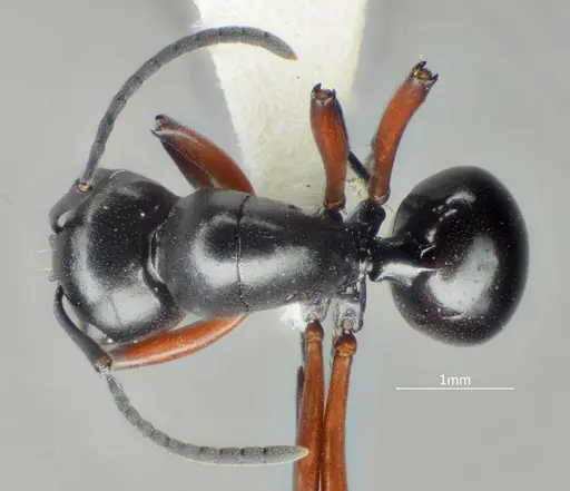 Polyrhachis orbihumera specimen ANTWEB1060621 image antweb1060621_1