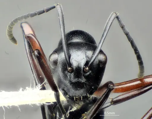 Polyrhachis orbihumera specimen ANTWEB1060621 image antweb1060621_2