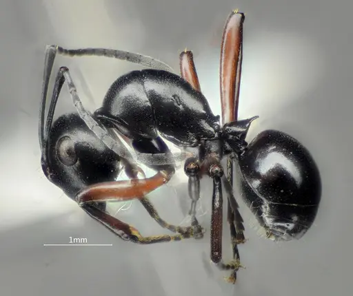 Polyrhachis orbihumera specimen ANTWEB1060621 image antweb1060621_3