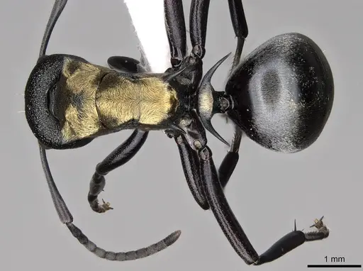 Polyrhachis ornata specimen CASENT0281422 image casent0281422_1